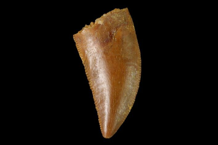 Serrated, Raptor Tooth - Real Dinosaur Tooth #137183
